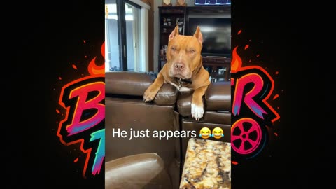 "When Pets Think They're Human | Funniest Animal Moments"