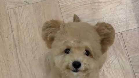 So Many Sweet Puppies and Dogs – Dulceață și drăgălași de nedescris! 🐶💕🥰