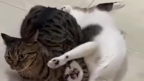 Funny Cat