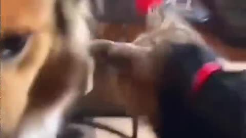 Jealous dog moments