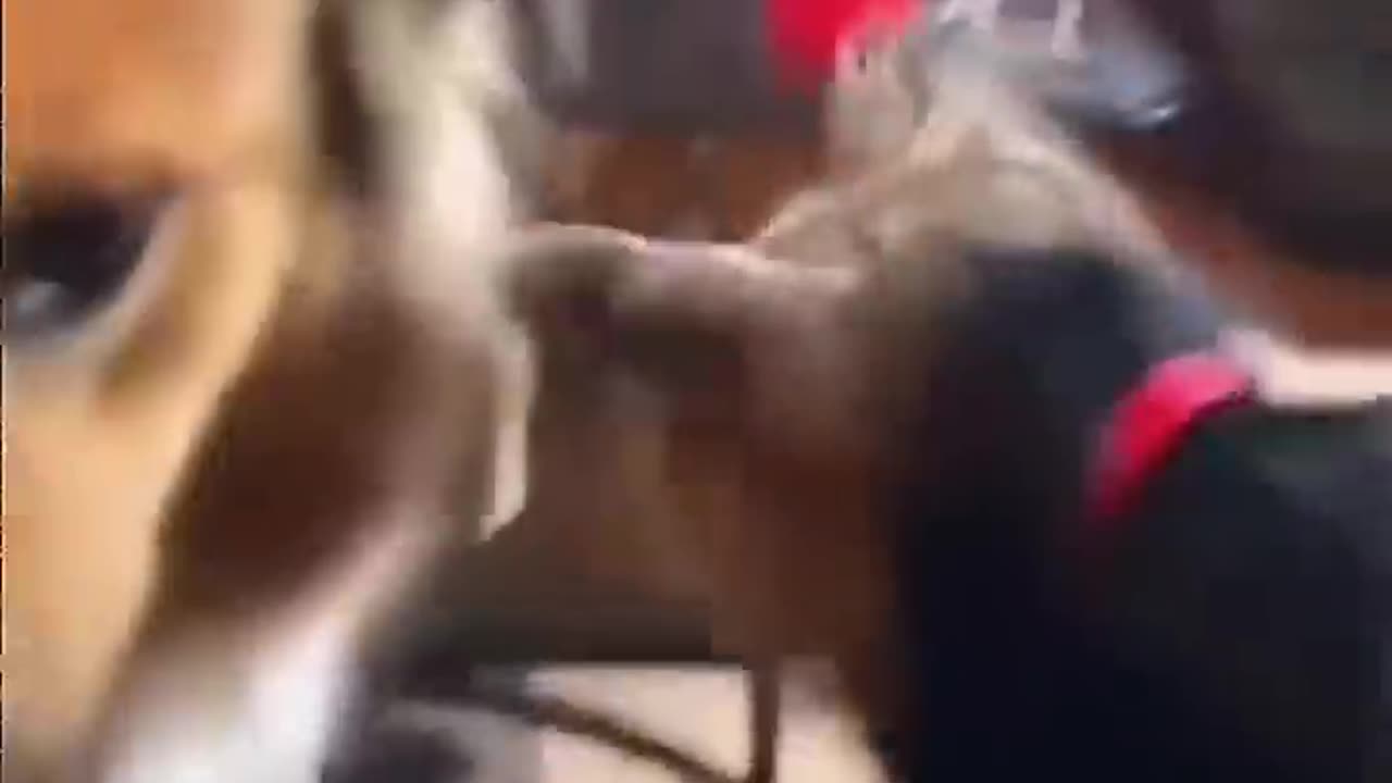 Jealous dog moments