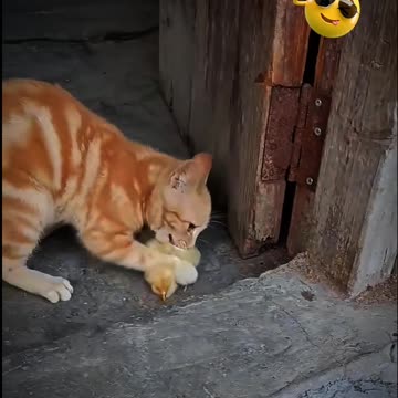 Amazing video | cat video