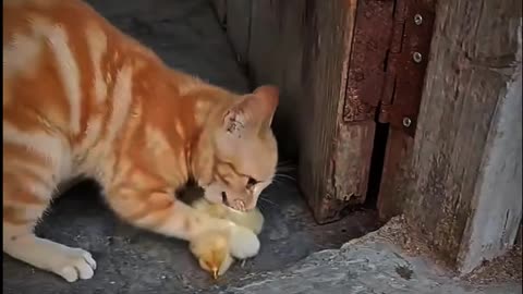 Amazing video | cat video