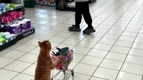 Just a Cat Doing the Groceries Like a Boss 😎🛒
