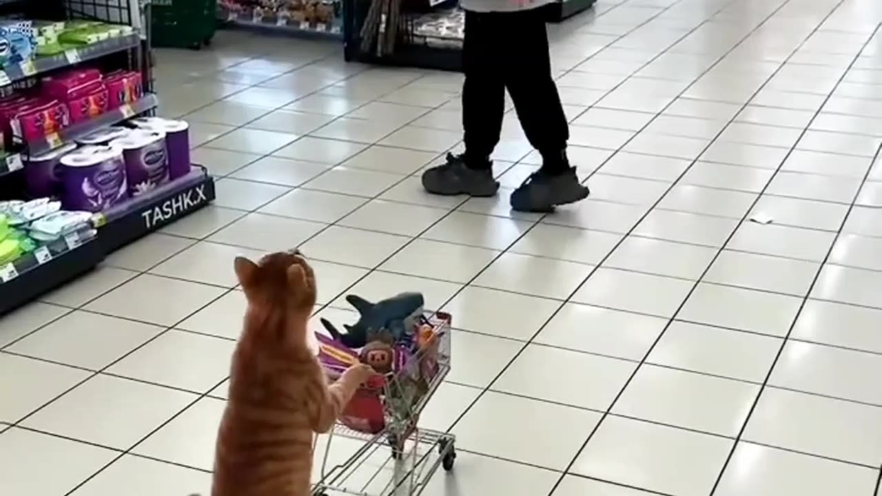 Just a Cat Doing the Groceries Like a Boss 😎🛒