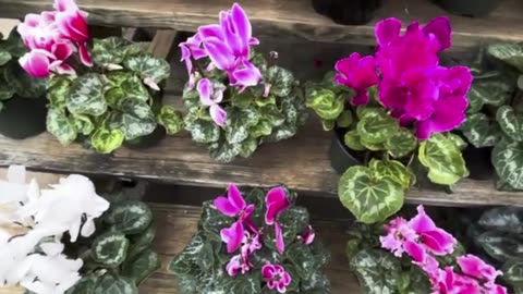 Cozy Winter House Plants