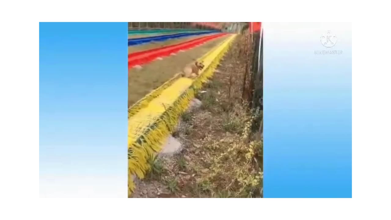 Cat funny videos| cat comedy videos| cat entertainment videos| animals funny videos