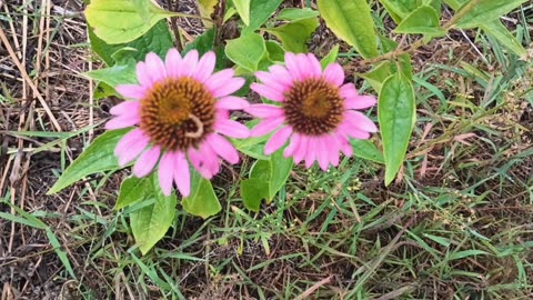 Purple Coneflowers