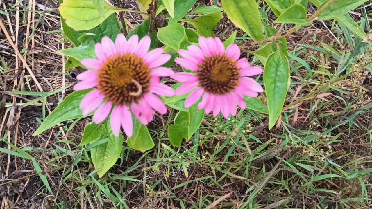 Purple Coneflowers