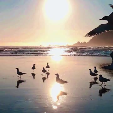 Taking Flight 🌊🌅 | Sounds of Nature