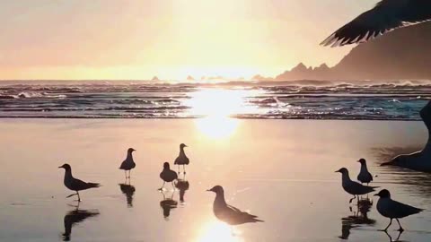 Taking Flight 🌊🌅 | Sounds of Nature