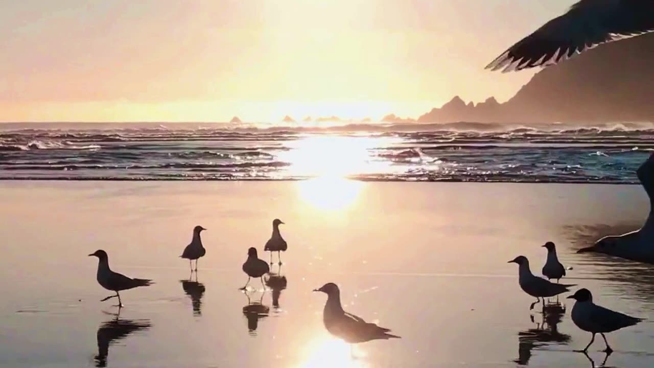 Taking Flight 🌊🌅 | Sounds of Nature