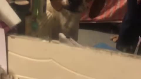 dogs imitate humans this is hilarious! 😂🙃