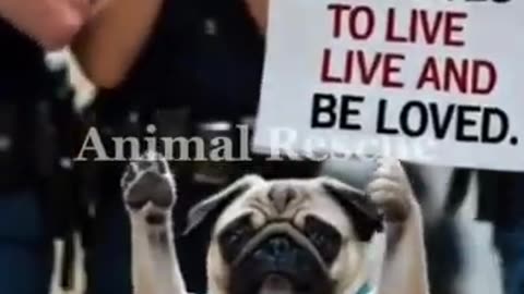 Want to Save More Lives? Animal Rescue Heroes Share Their Top Tips