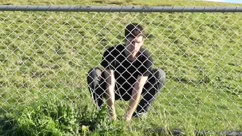 How Animals Get Over a Fence (With Emojis) 😂