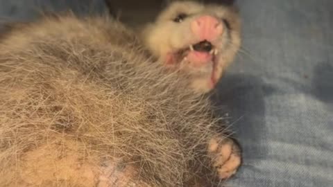 guy made friends with an opossum