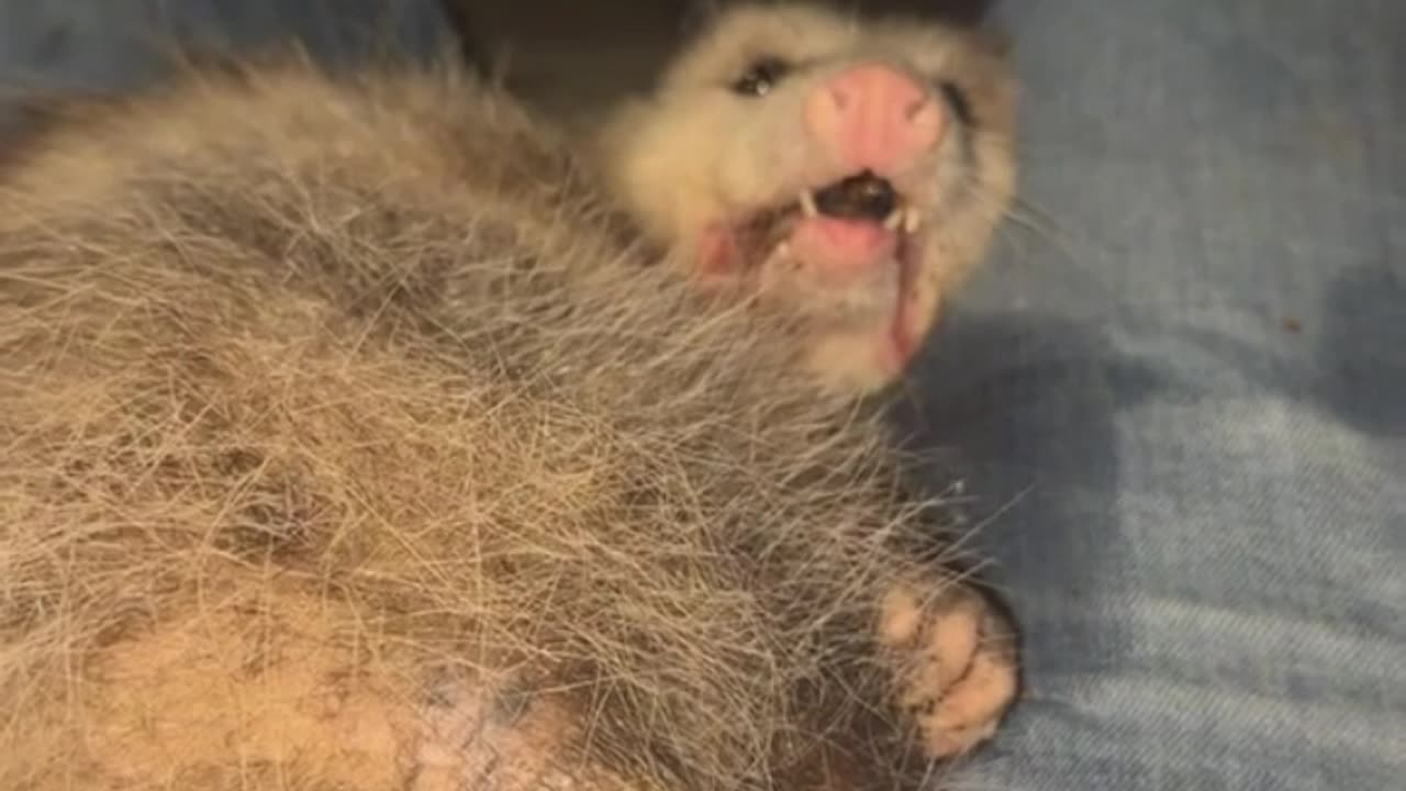 guy made friends with an opossum