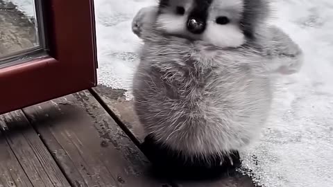Waddling Cutie Alert! Watch This Fluffy Penguin Melt Hearts in Seconds