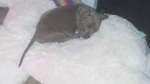 🐕🐶