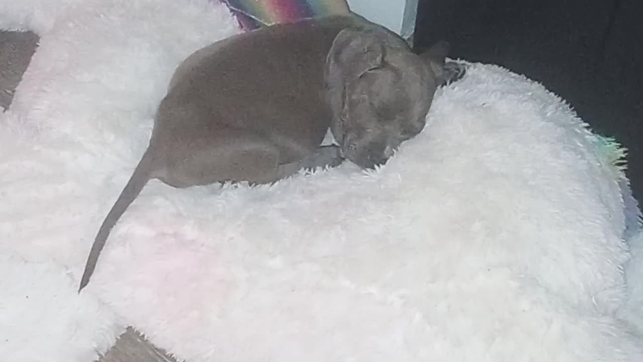 🐕🐶