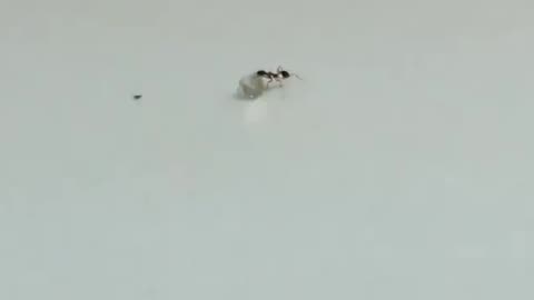 The perpetrator of what is probably the world's tiniest diamond heist was an ant