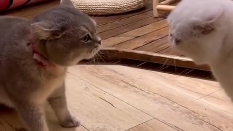 Cat Drama Unleashed! 🐾💥 Who’s Winning This Quarrel? 😼