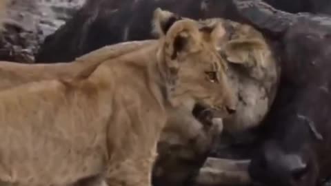 Lion pride feasting on injured buffalo...