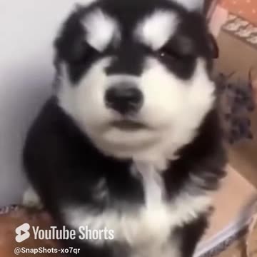 the baby husky howling cute shorts AfDQN4lG #humor.mp4