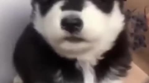 the baby husky howling cute shorts AfDQN4lG #humor.mp4