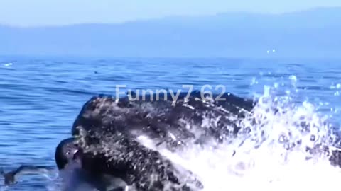 What happens if a whale eats you?