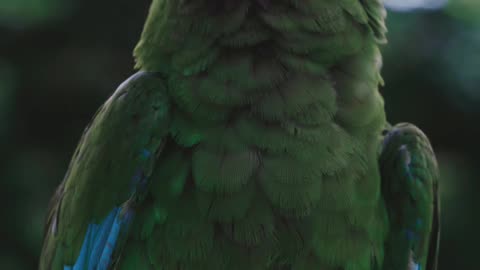 Animal
