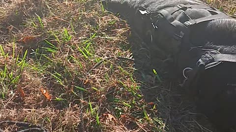 #FenbendezolCanineCancerProtocol