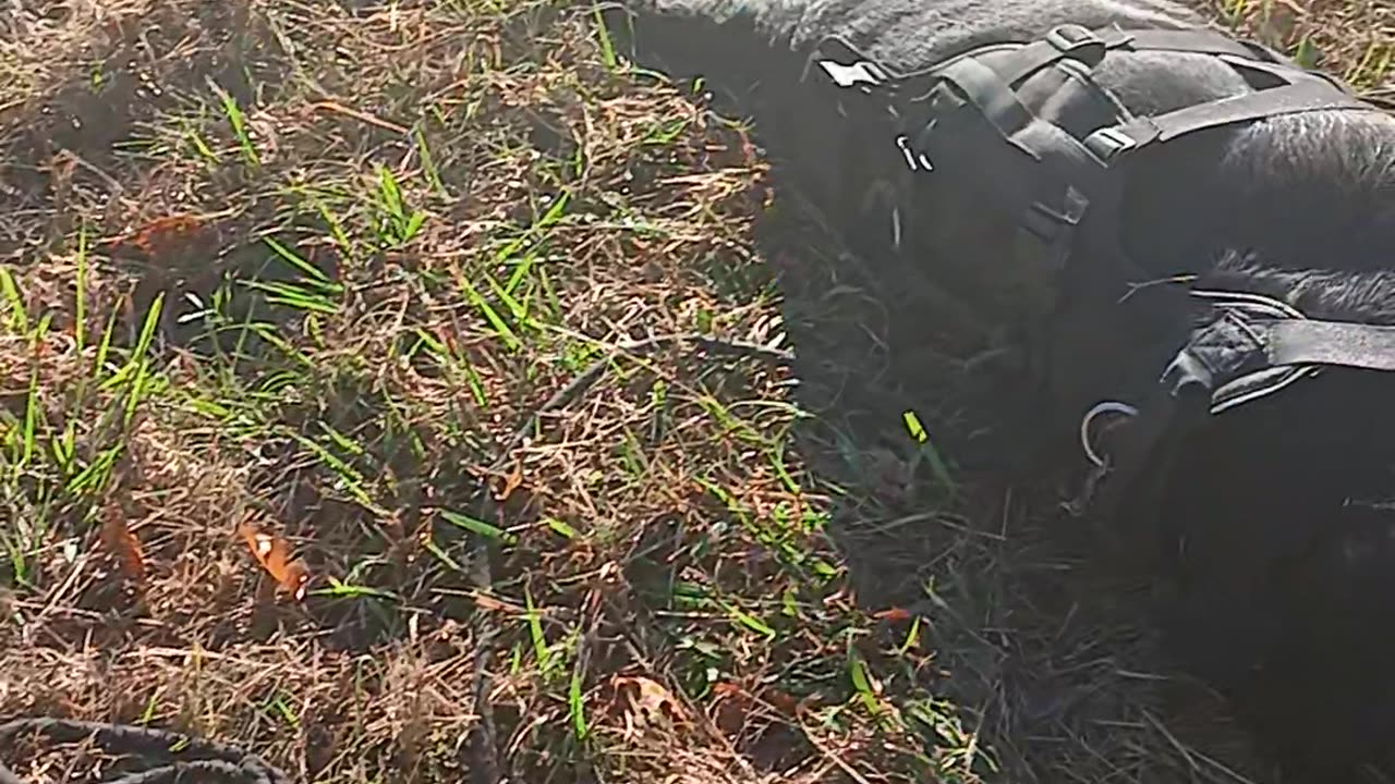 #FenbendezolCanineCancerProtocol