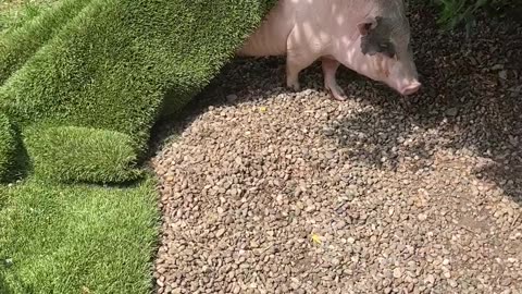 Pig Rests Peacefully Under Artificial Turf
