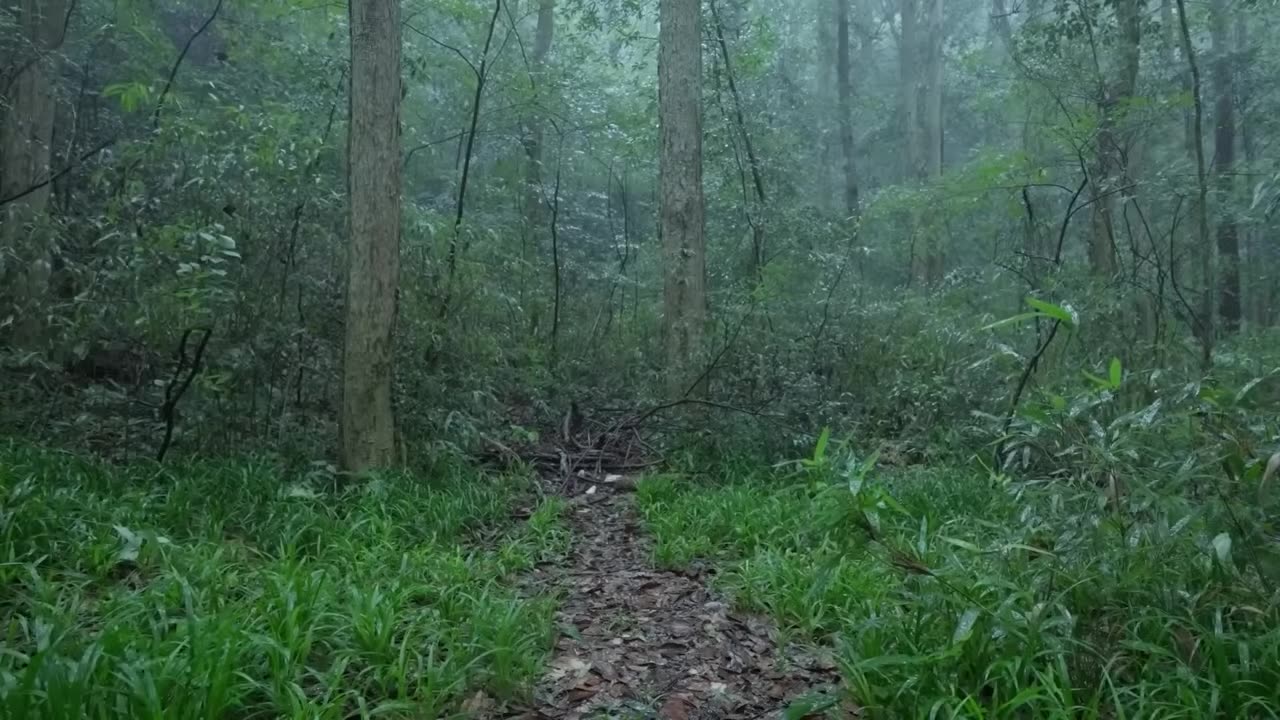 The beautiful forest is raining