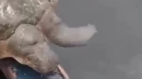 💋 Leaving Back an Endangered Turtle