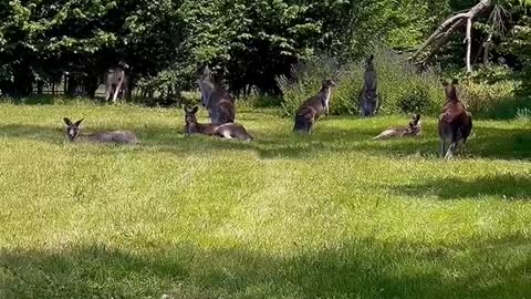Mob of kangaroos