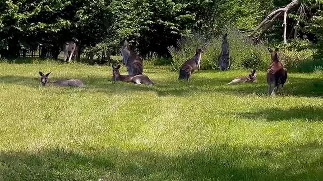 Mob of kangaroos