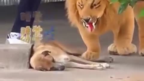 Trending: Lion vs dog prank video viral video funny #shorts #funny #dogprank #do