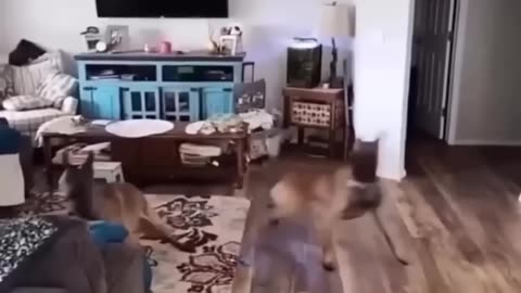 Funny Cats & Dogs Videos