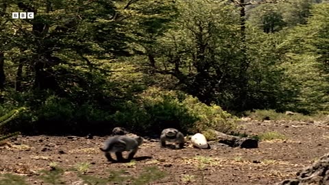 ‎How Volcanic Pollution Ended a Tyrannosaurus Bloodline | Walking with Dinosaurs (1999) | BBC Earth