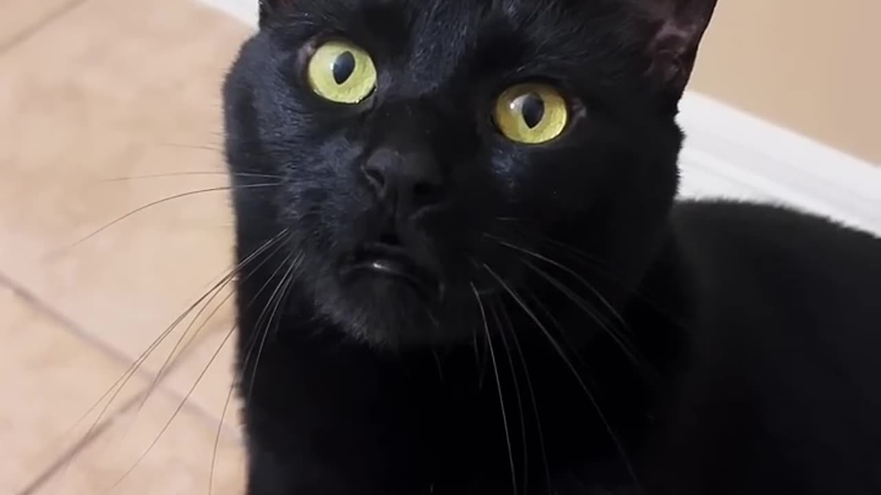 Fears of cats funny video