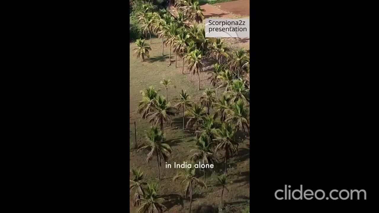 About bamboo straws