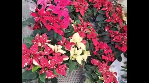 Beautiful Flowers