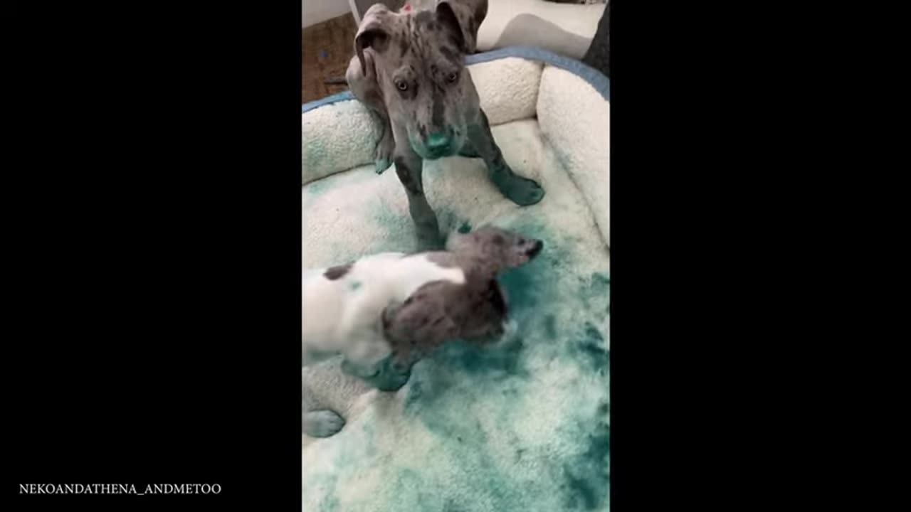 just-watch-this-video-youll-see-all-the-funny-moments-of-the-great-dane