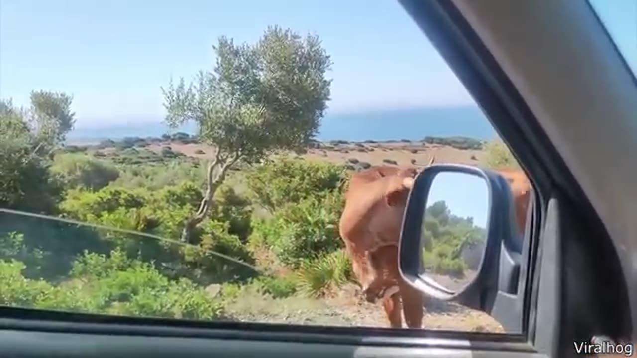 Funniest animal Videos