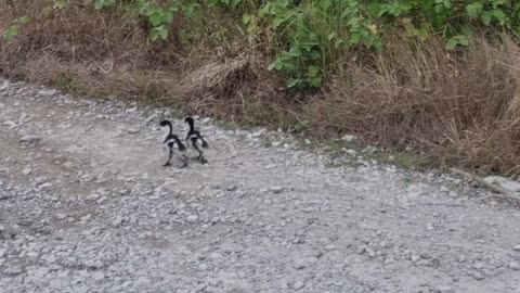 Cute Shelduck Chicks