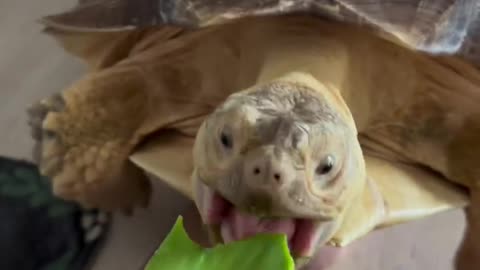 🐢Turtles
