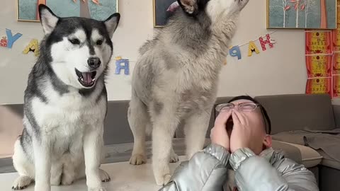 cute husky