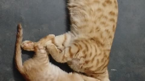 Cat playing